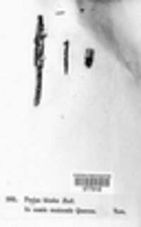 Capitotricha bicolor image